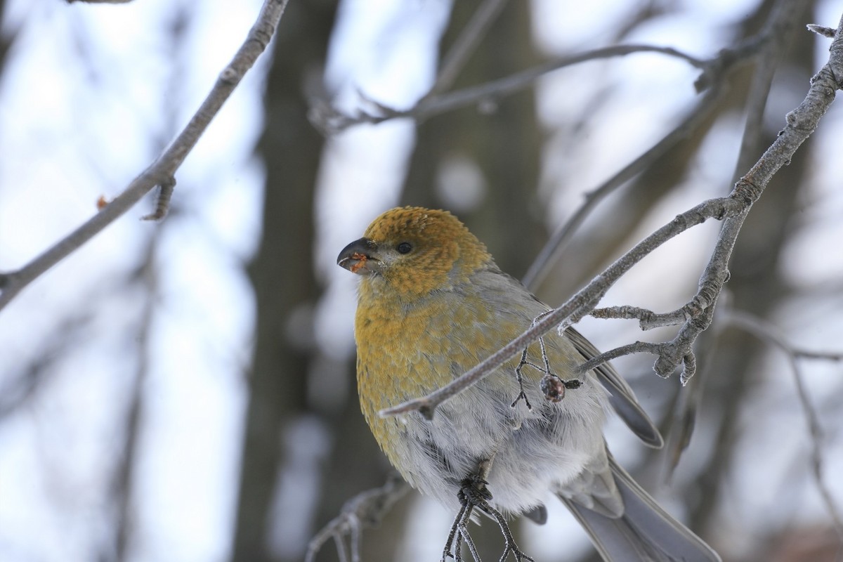 Pine Grosbeak - ML638999062