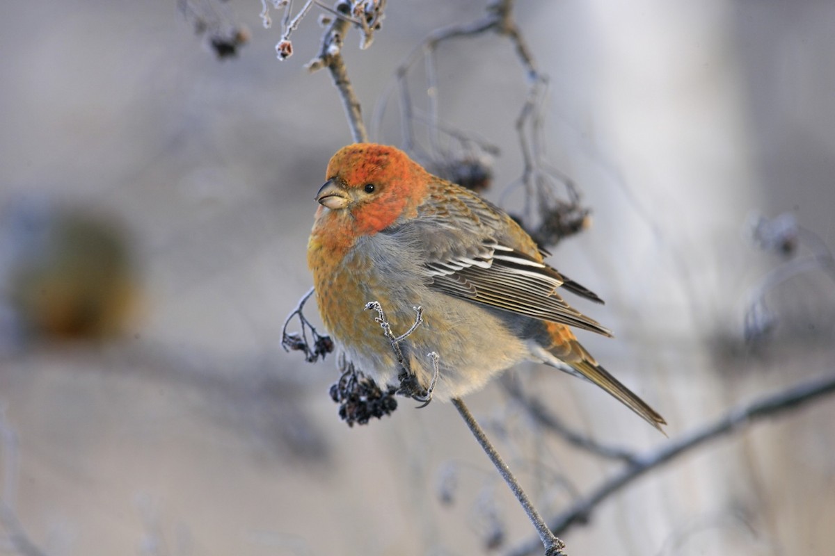 Pine Grosbeak - ML638999063
