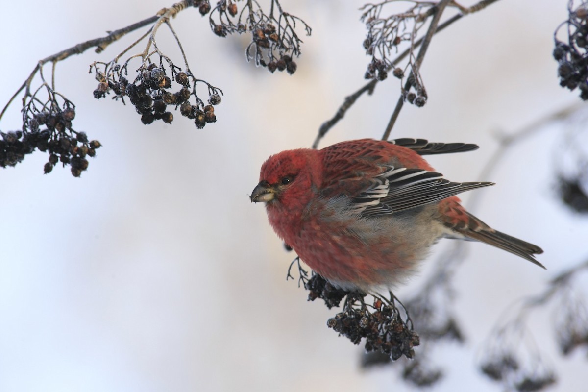 Pine Grosbeak - ML638999064