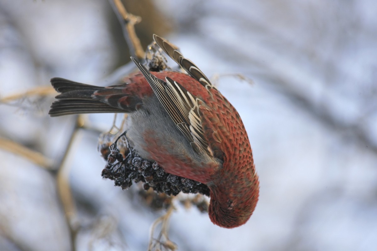 Pine Grosbeak - ML638999065