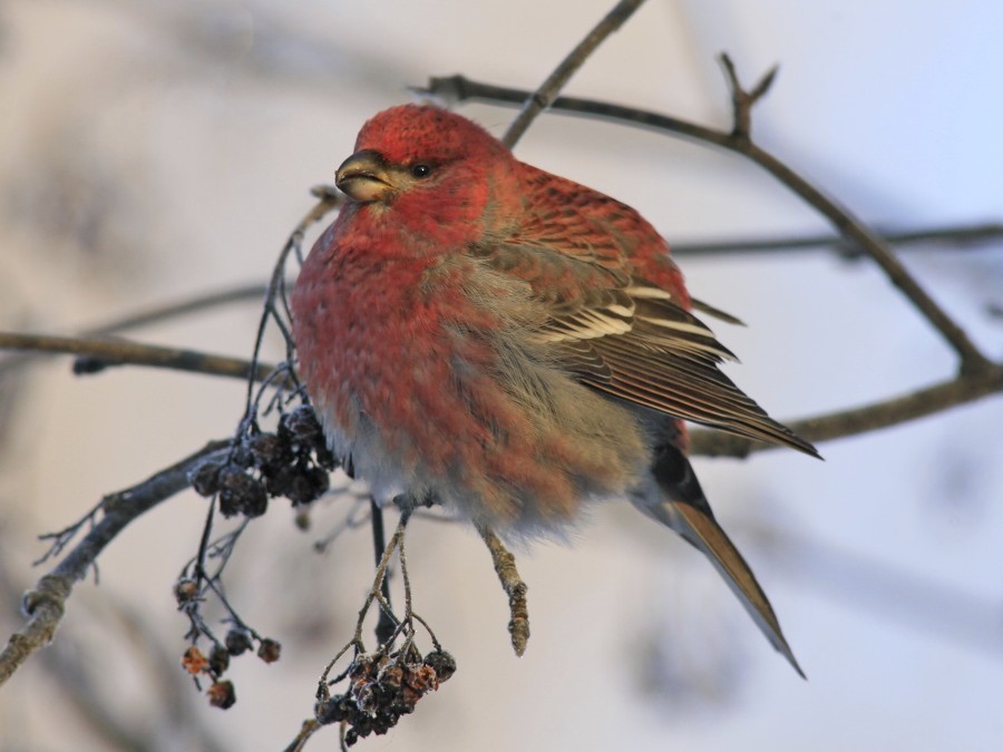 Pine Grosbeak - ML638999066