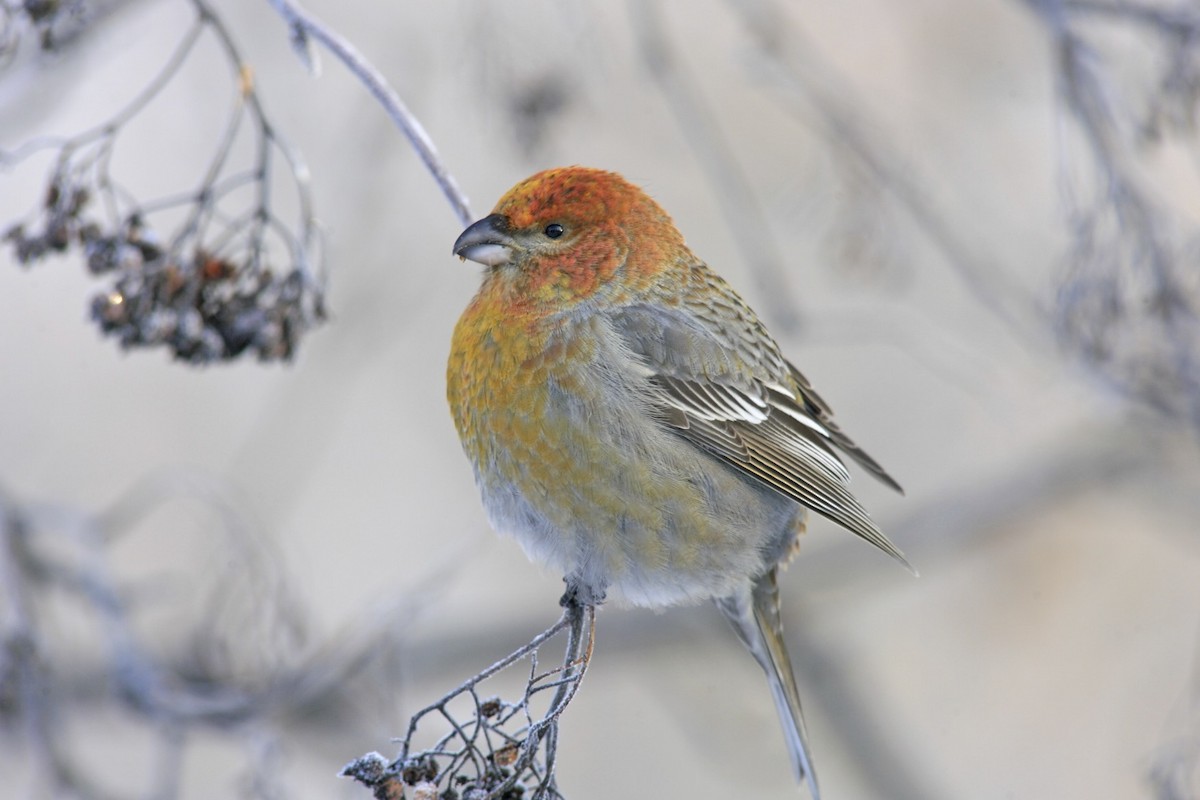 Pine Grosbeak - ML638999067