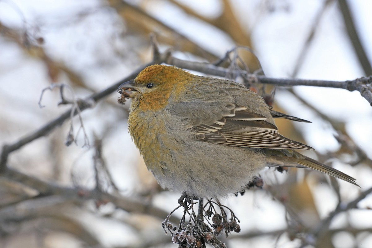 Pine Grosbeak - ML638999068
