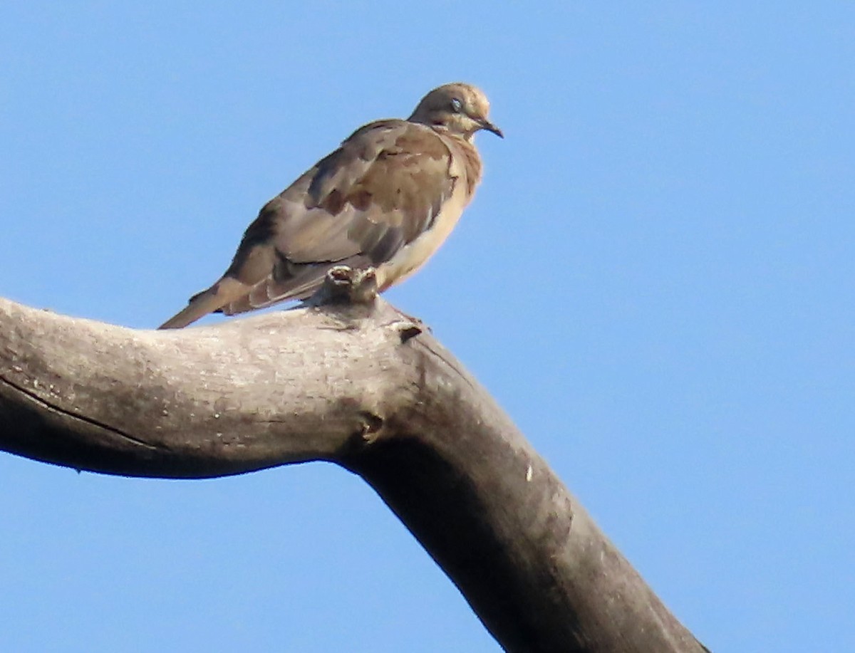 Mourning Dove - ML638999075