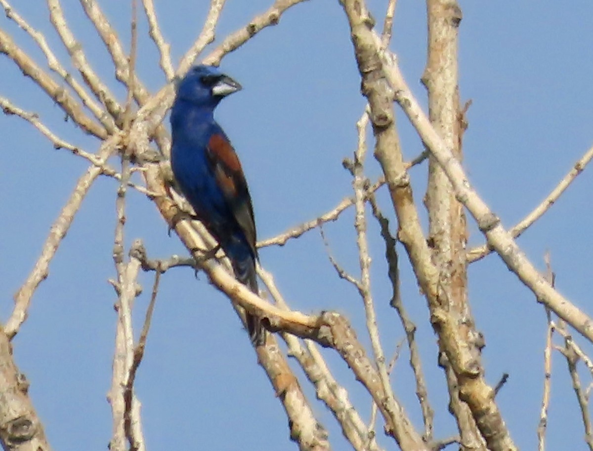 Blue Grosbeak - ML638999083