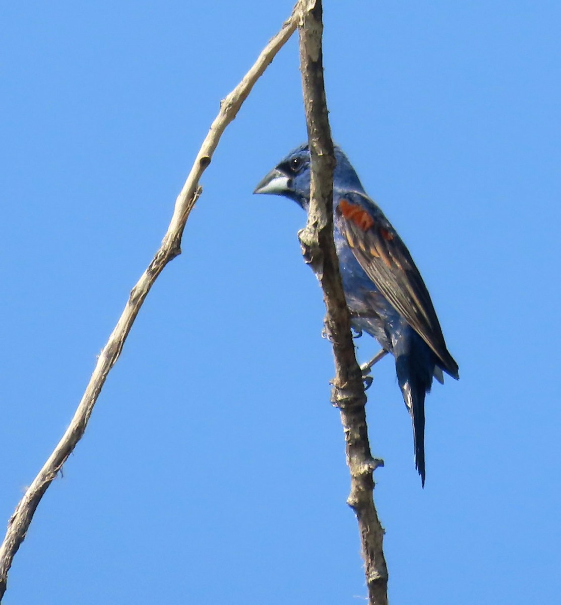 Blue Grosbeak - ML638999084