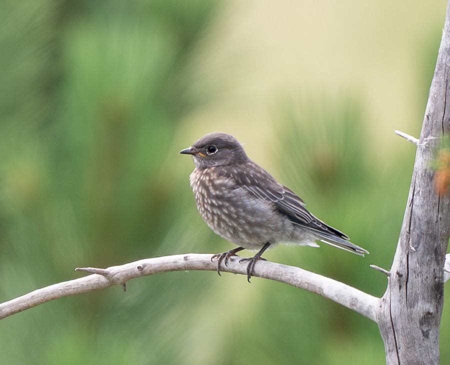 Western Bluebird - ML638999086