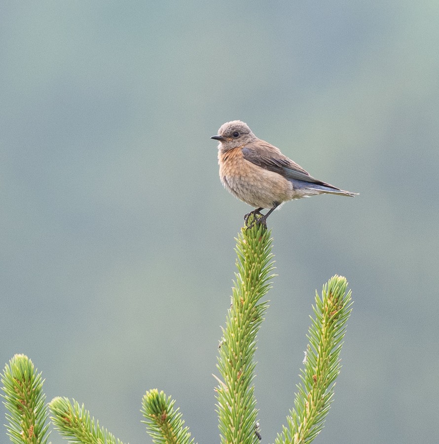 Western Bluebird - ML638999087