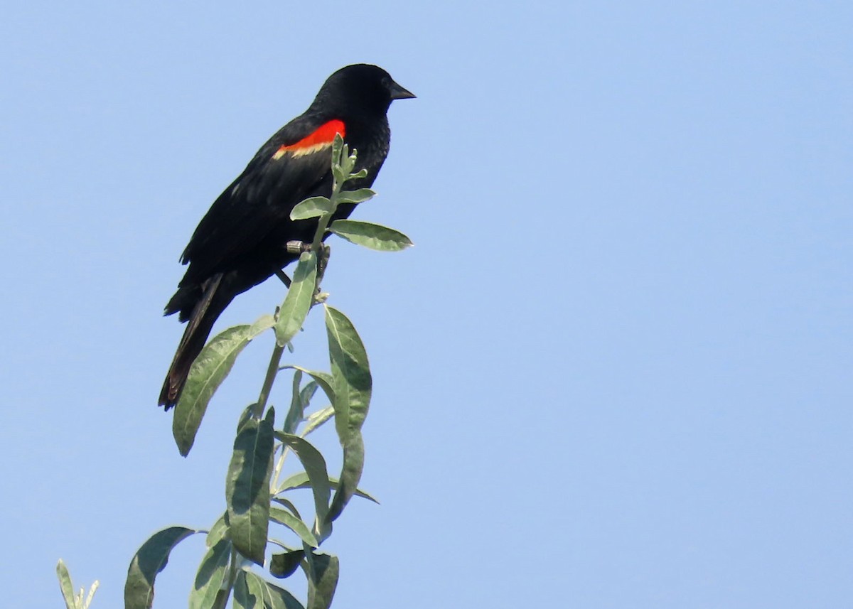Red-winged Blackbird - ML638999093