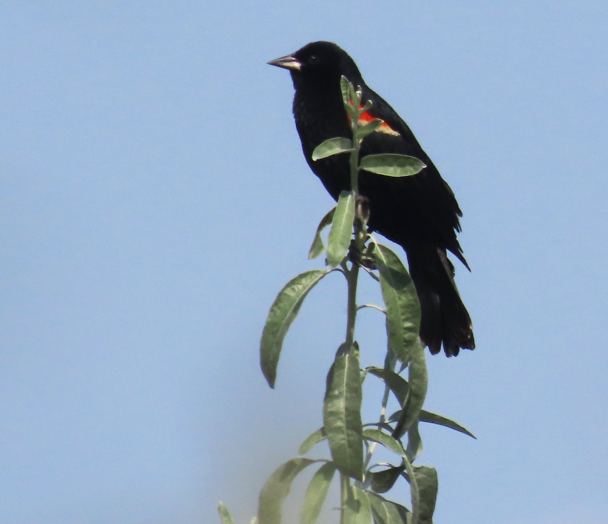Red-winged Blackbird - ML638999094
