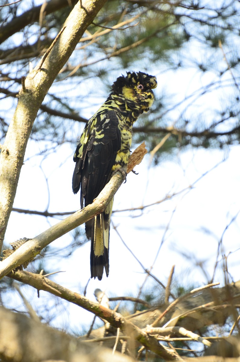Yellow-tailed Black-Cockatoo - ML638999099