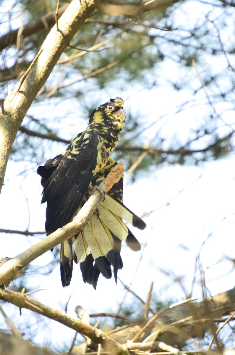 Yellow-tailed Black-Cockatoo - ML638999100
