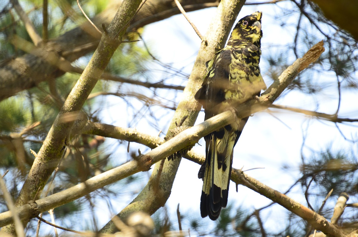 Yellow-tailed Black-Cockatoo - ML638999101