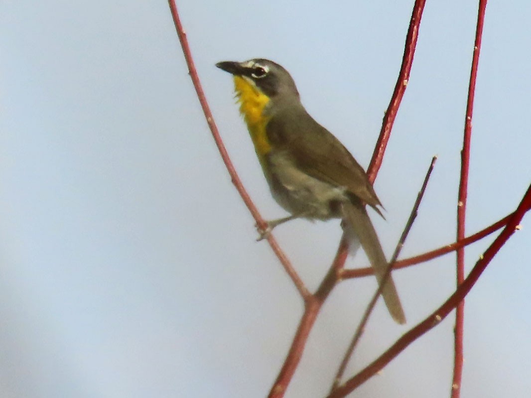 Yellow-breasted Chat - ML638999103