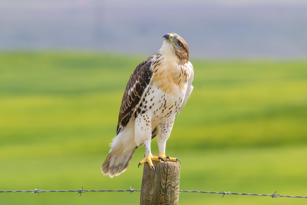 Ferruginous Hawk - ML638999104