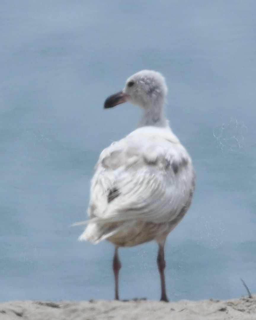 Beringmöwe - ML638999111