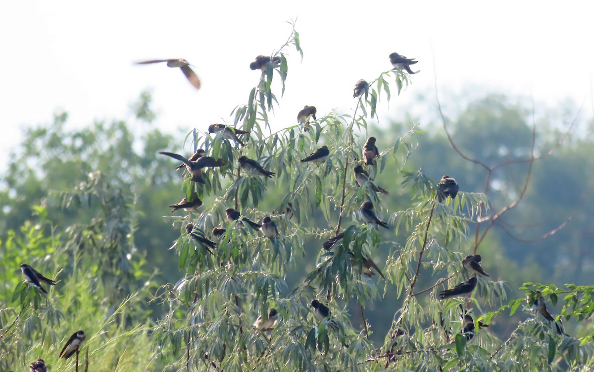 Cliff Swallow - ML638999113