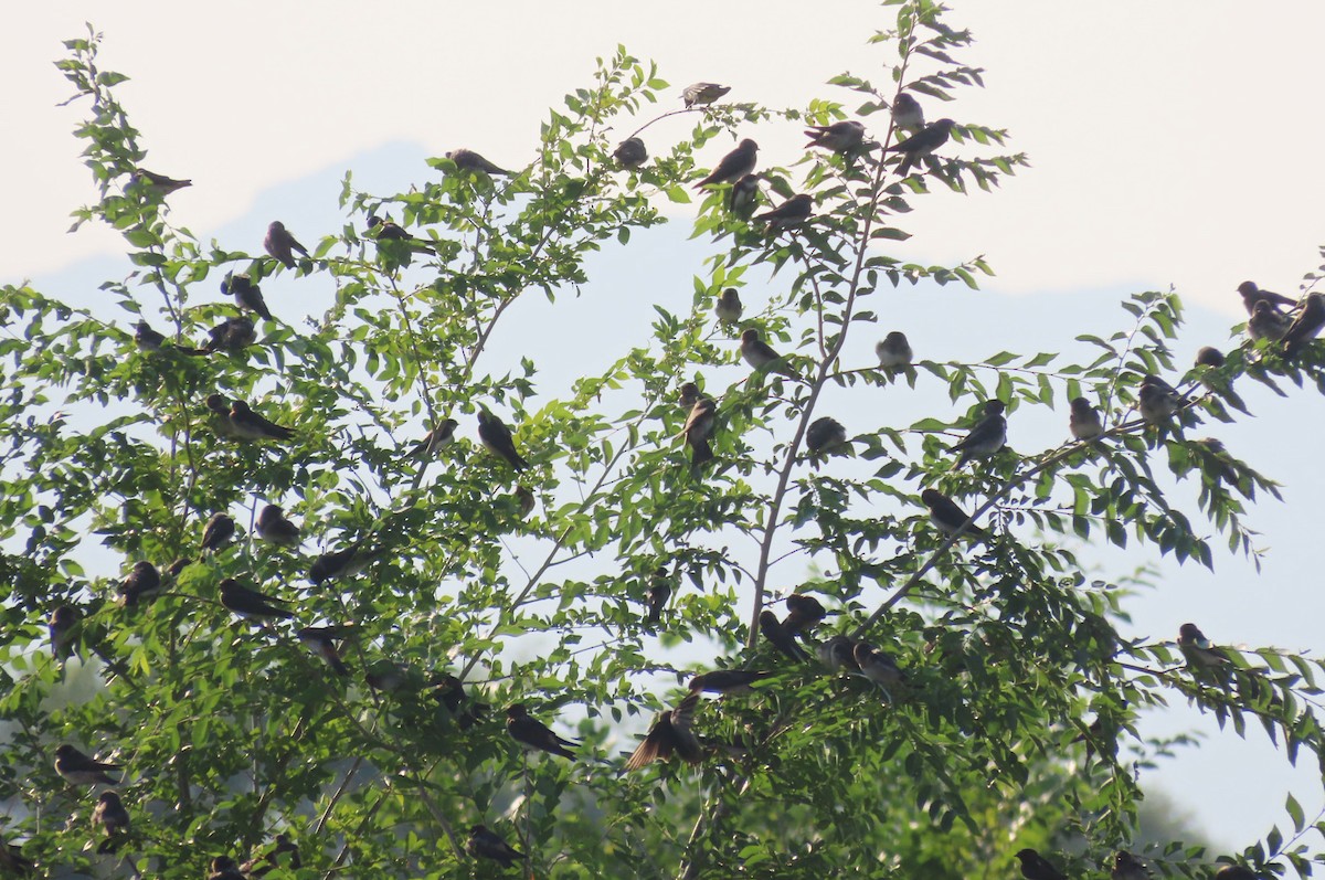 Cliff Swallow - ML638999114