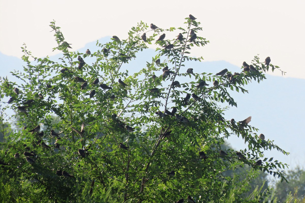 Cliff Swallow - ML638999115