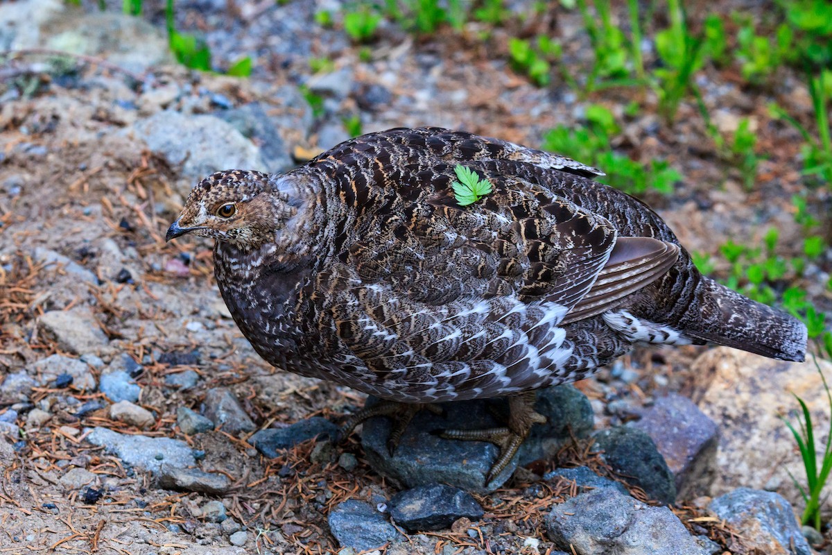 Sooty Grouse - ML638999122