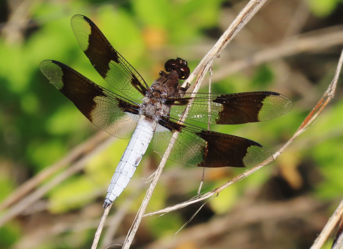 Animals - ML638999136