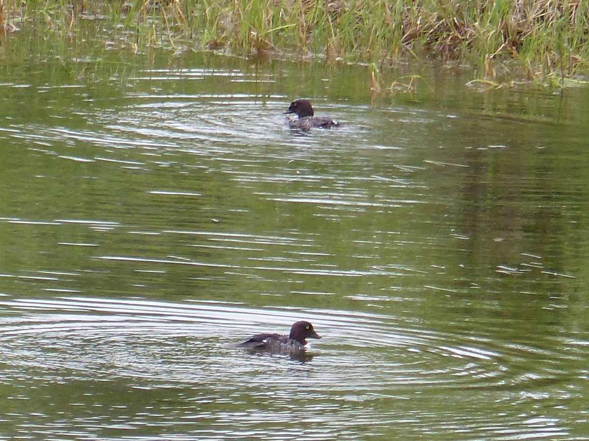 Barrow's Goldeneye - ML638999145
