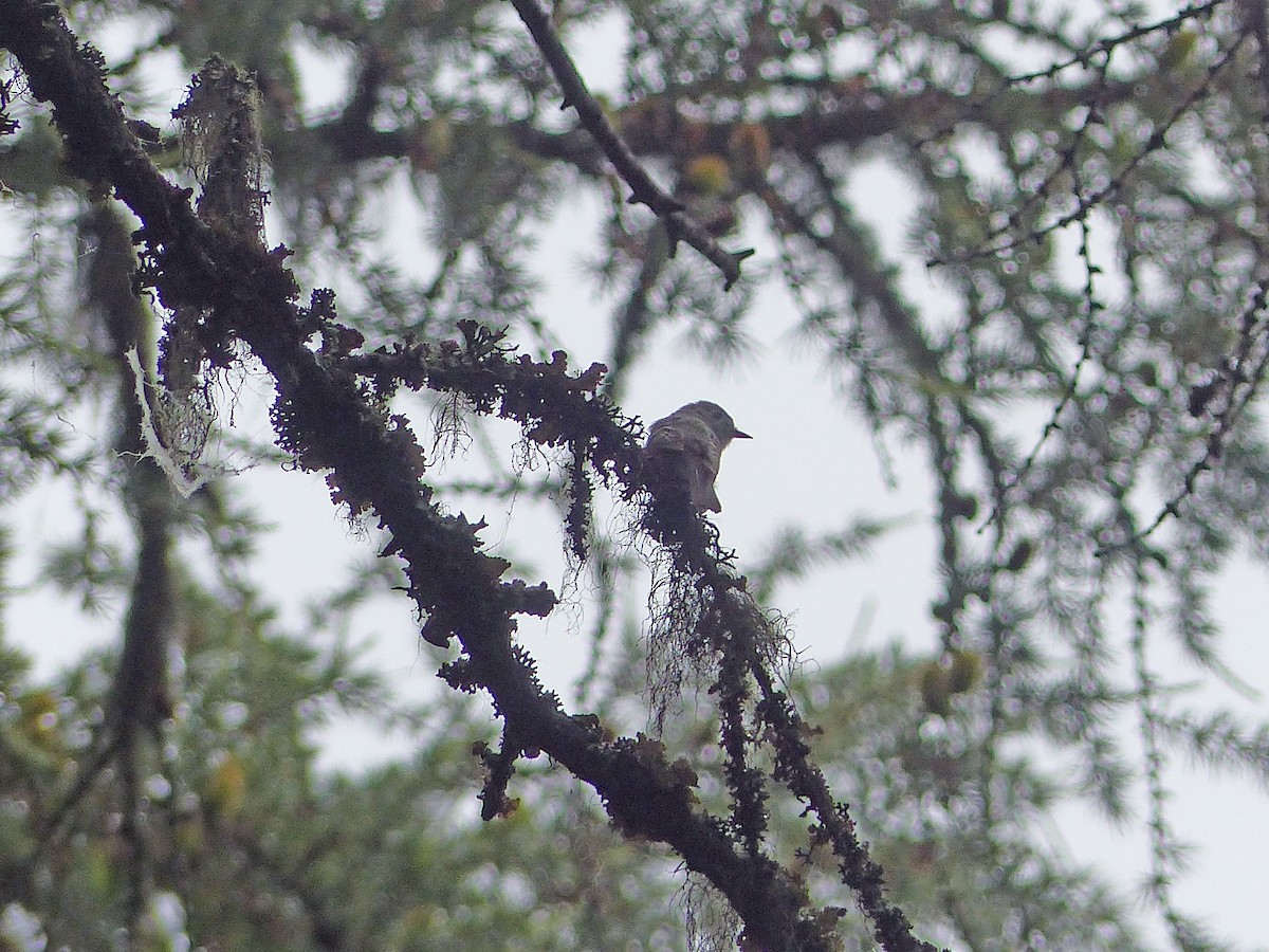 Hammond's Flycatcher - ML638999154