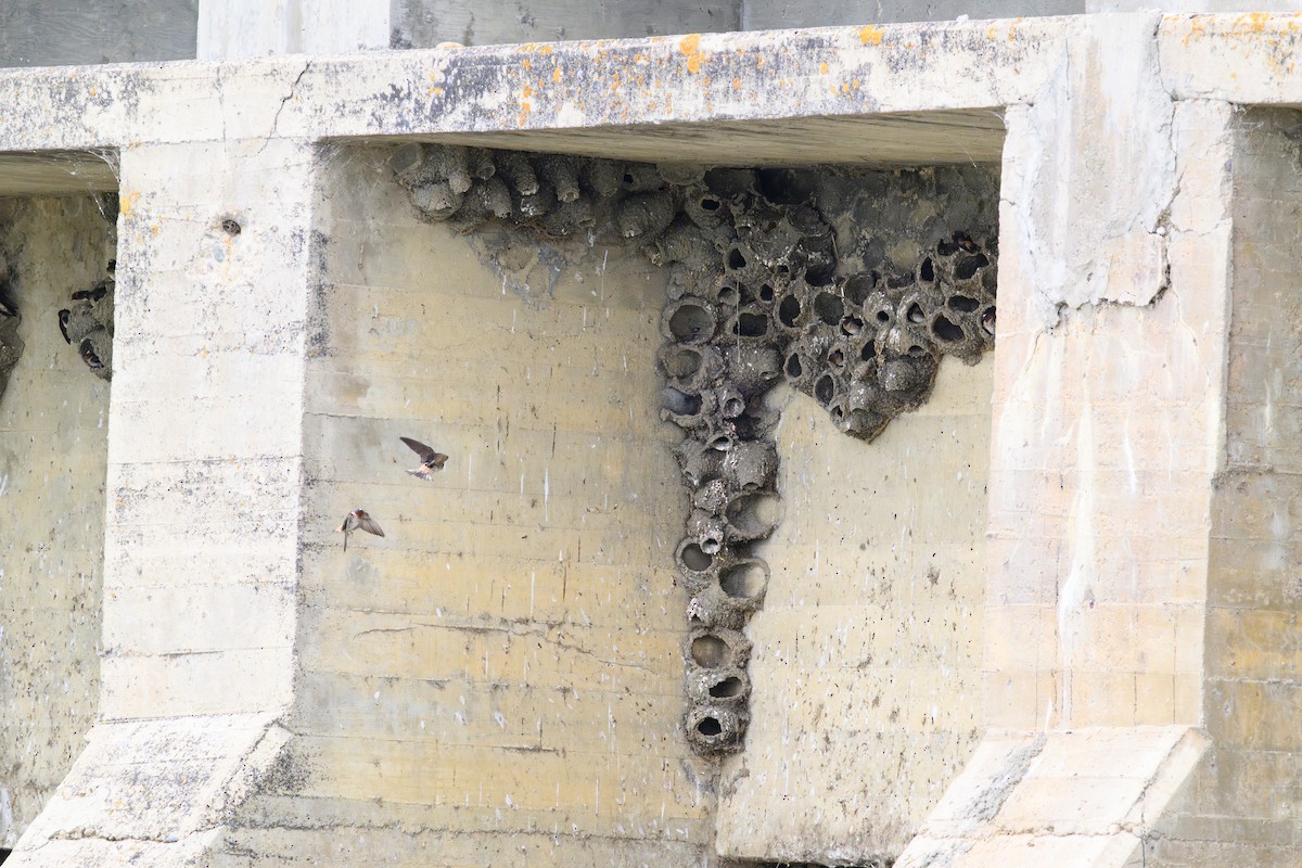 Cliff Swallow - ML638999158