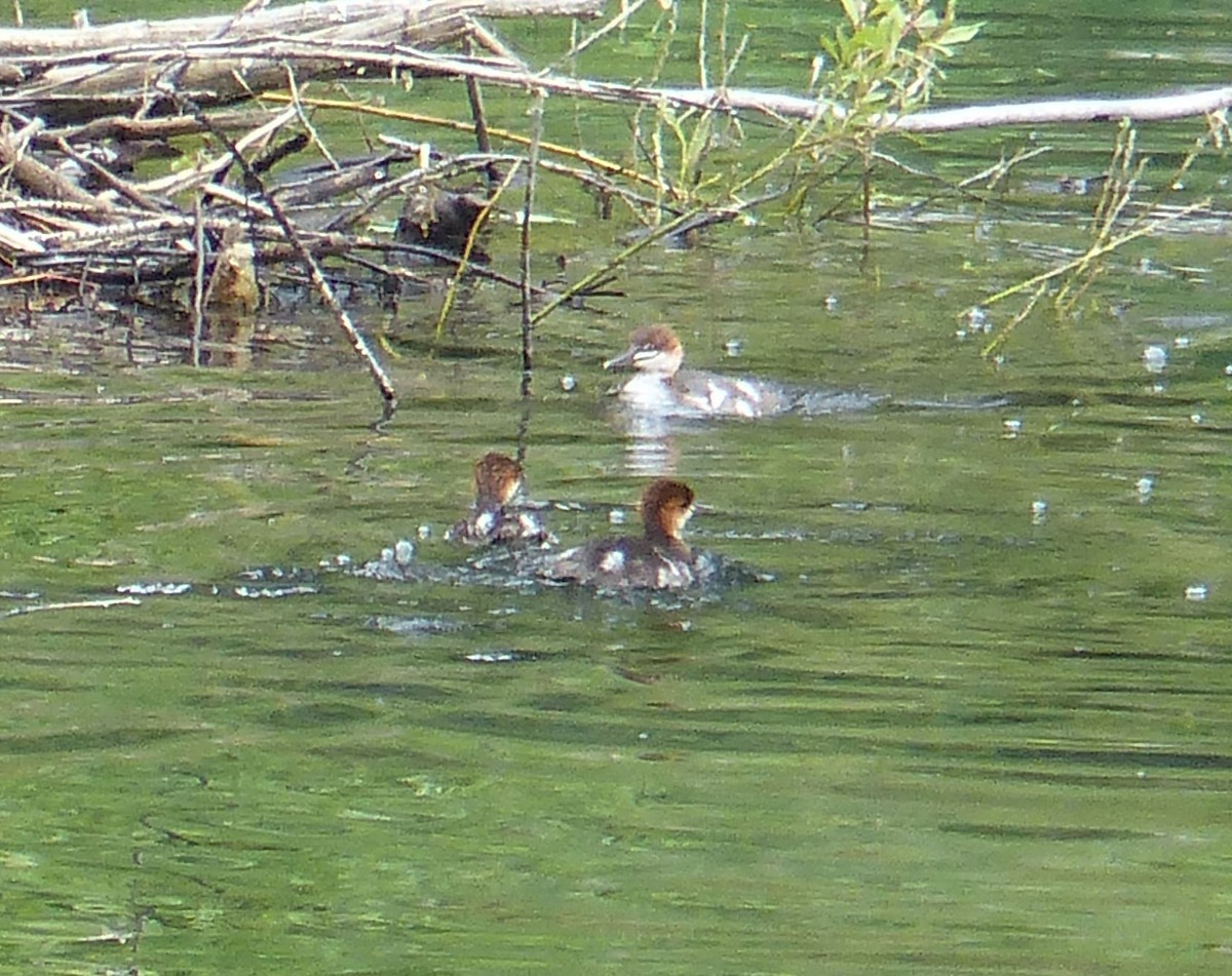 Common Merganser - ML638999161