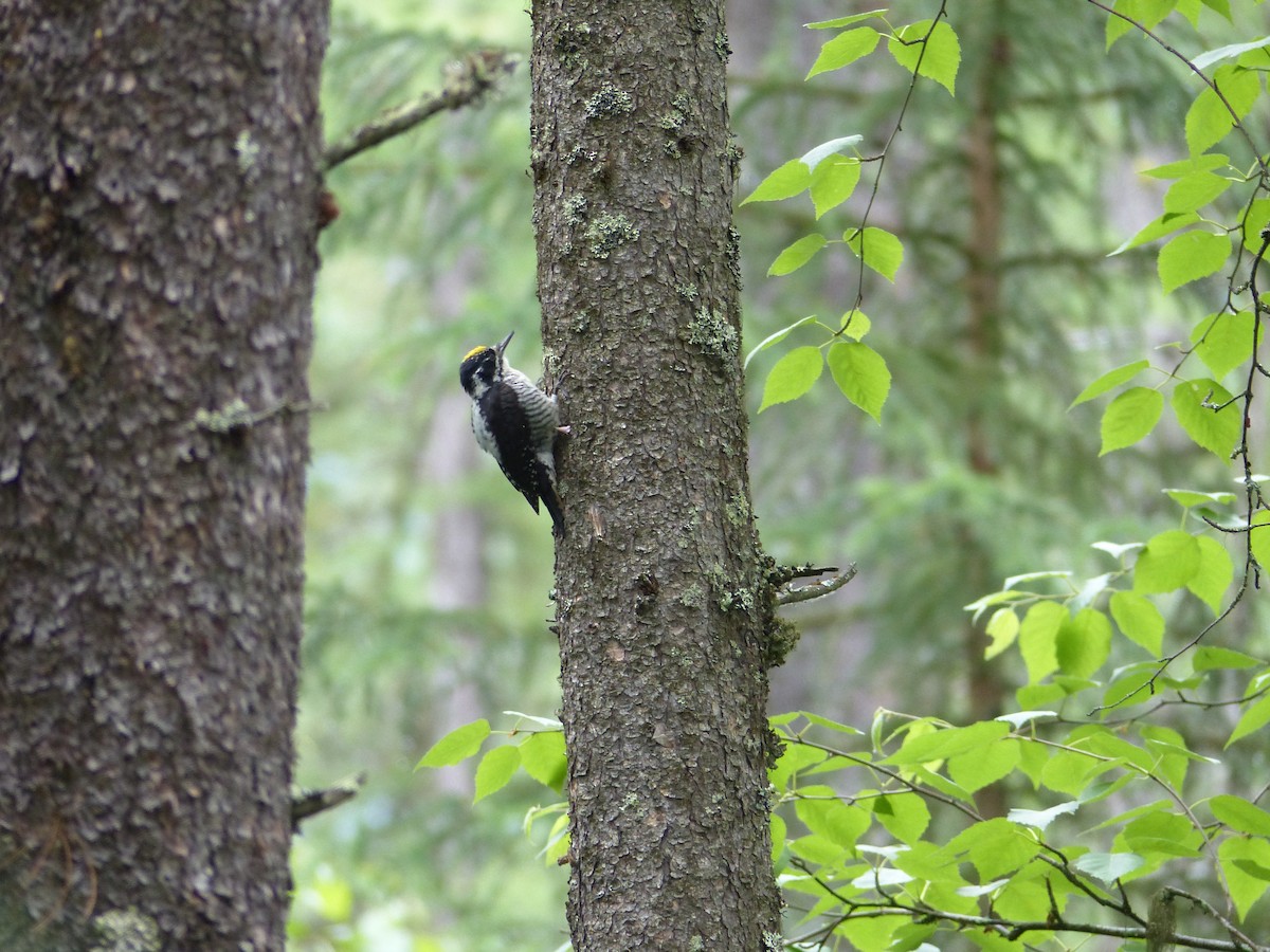 American Three-toed Woodpecker - ML638999170