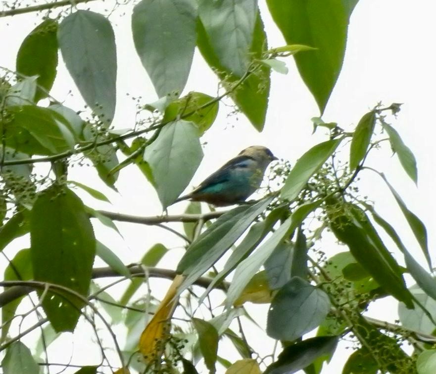 Metallic-green Tanager - ML638999181