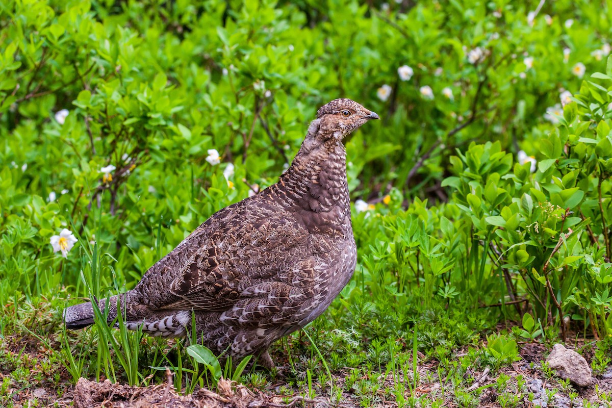 Sooty Grouse - ML638999197