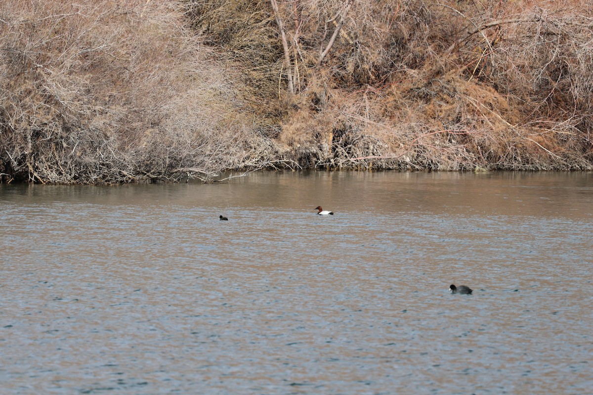 Canvasback - ML638999203