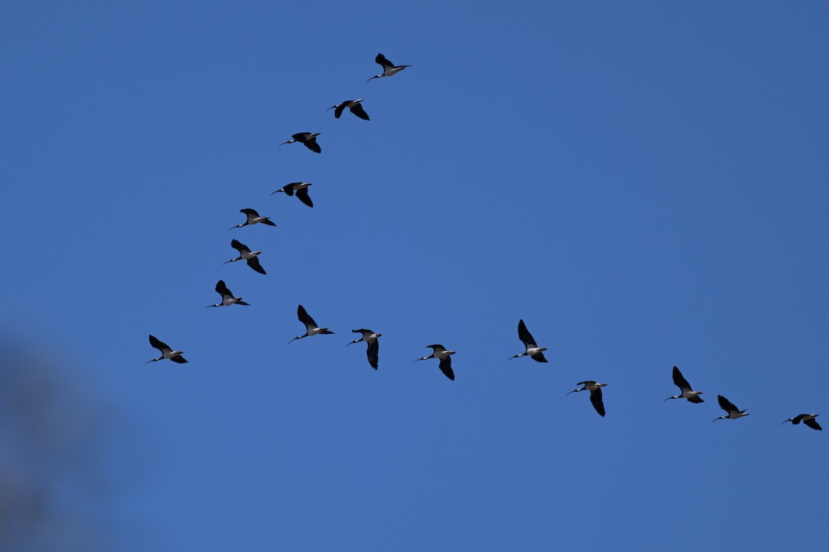 Ibis d'Australie - ML638999242