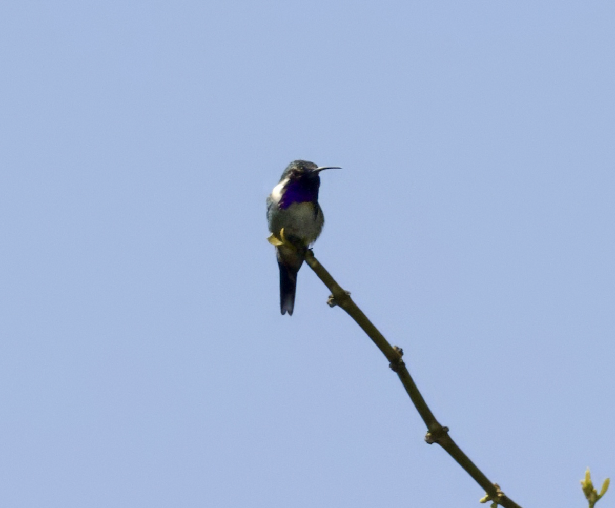 Beautiful Hummingbird - ML638999250