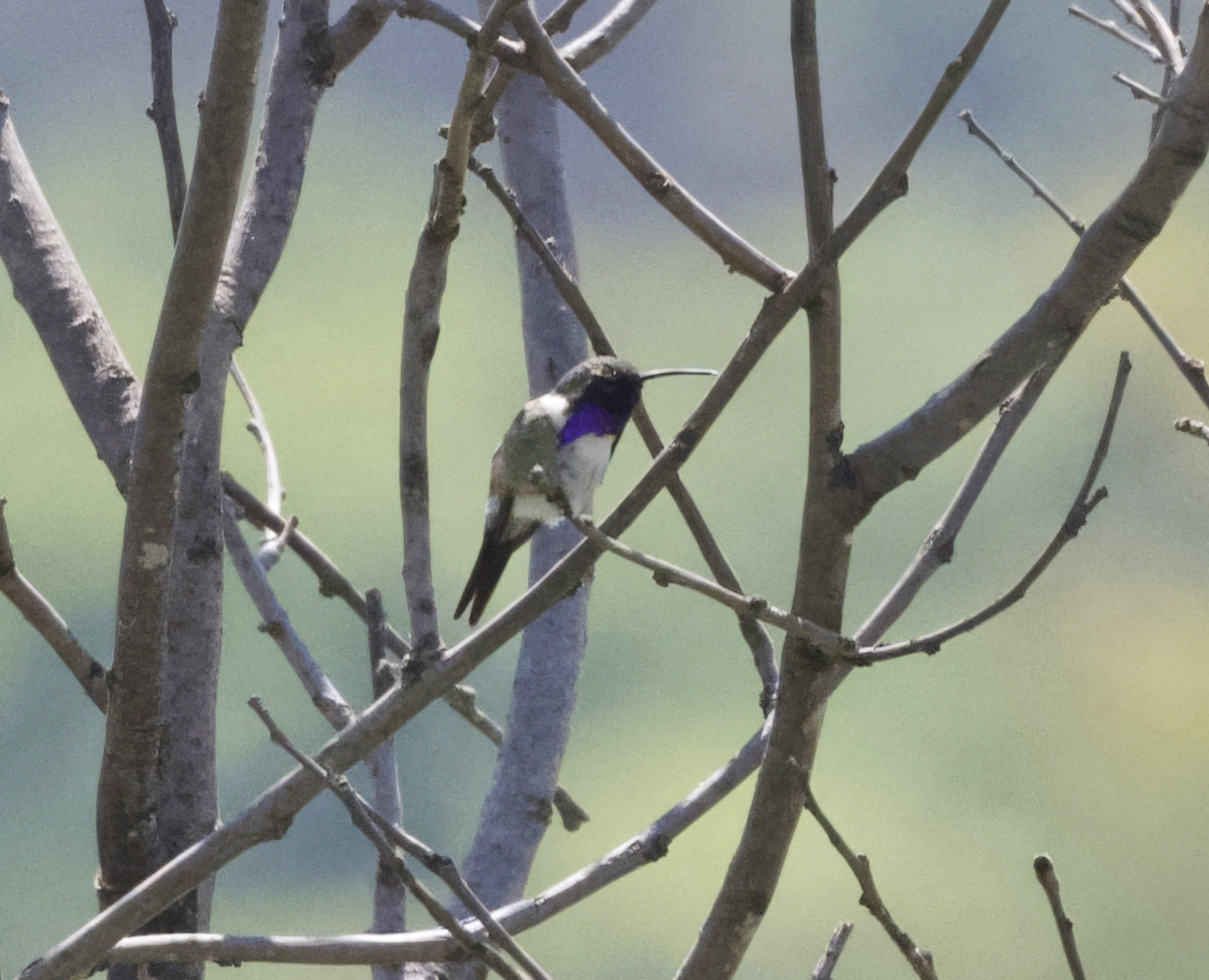 Beautiful Hummingbird - ML638999251