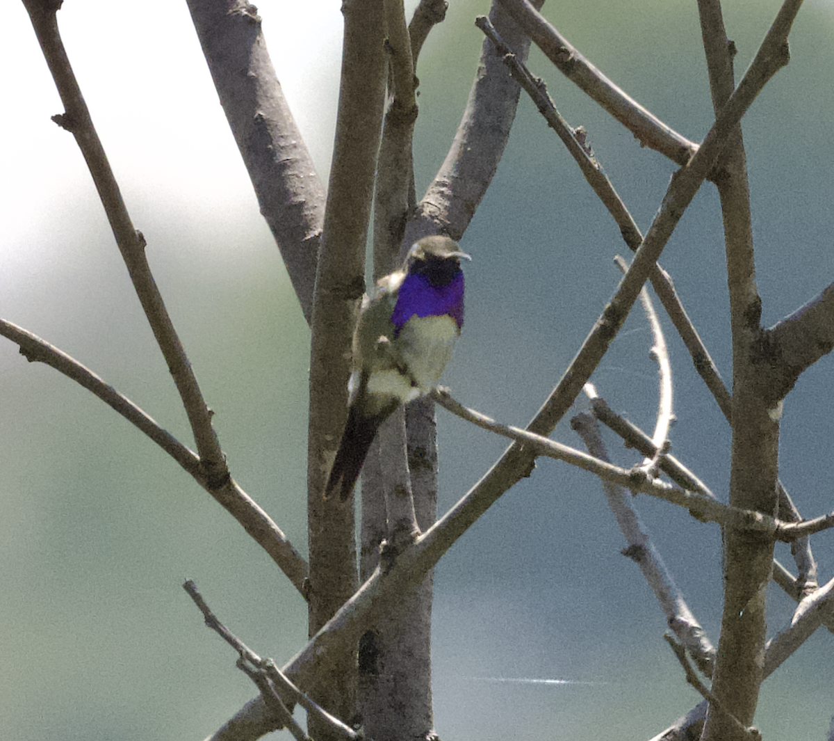 Beautiful Hummingbird - ML638999252