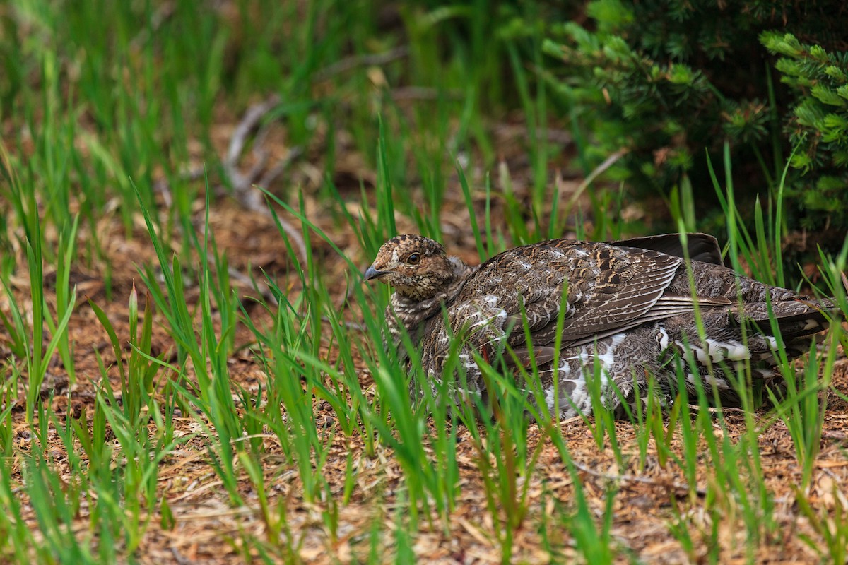 Sooty Grouse - ML638999262
