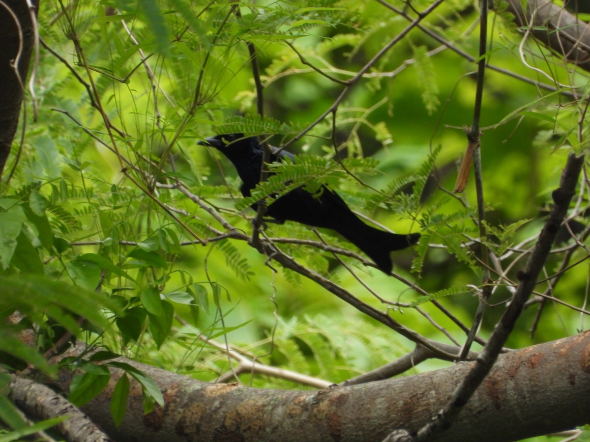 Palawan Drongo - ML638999268