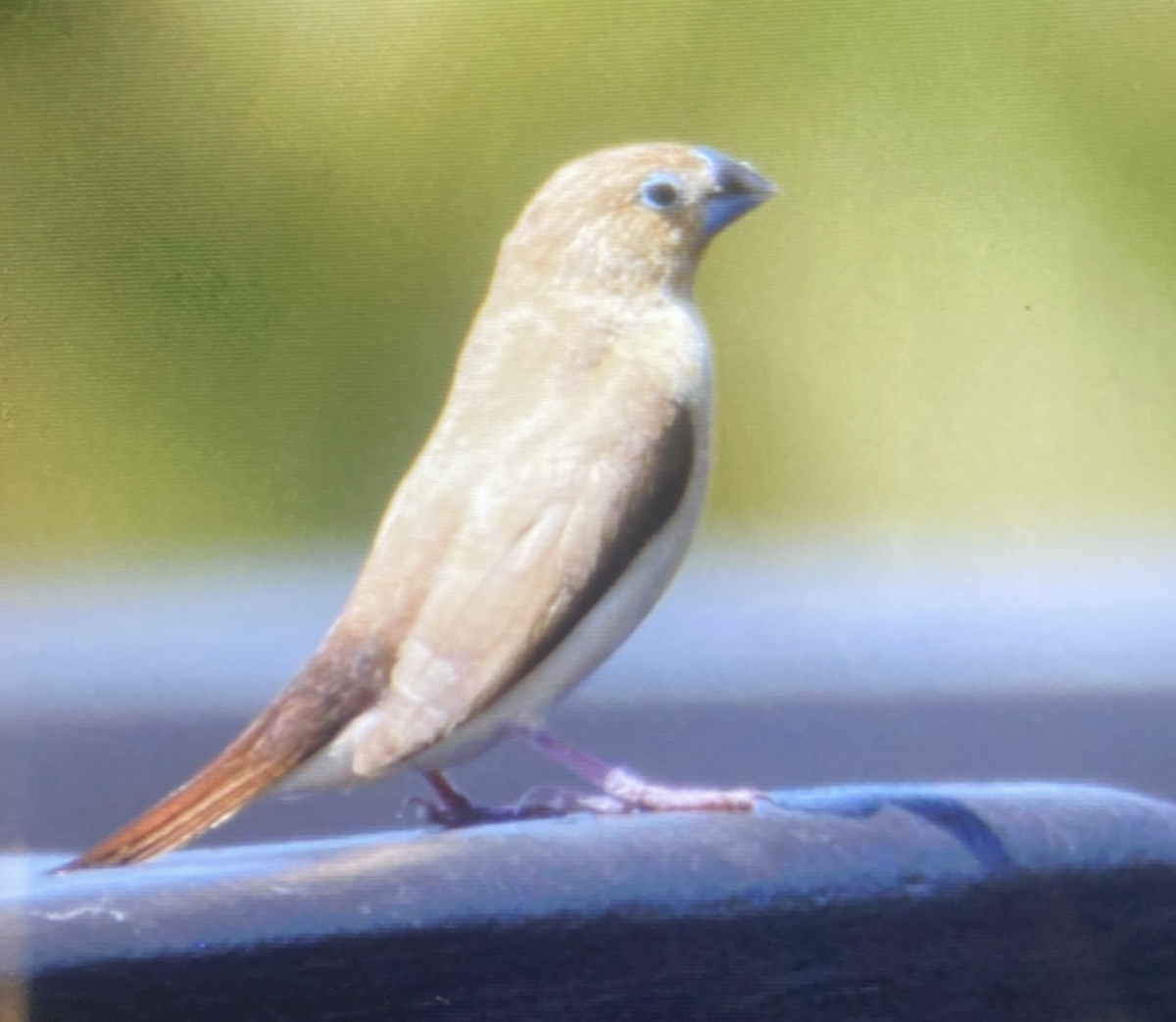 African Silverbill - ML638999328