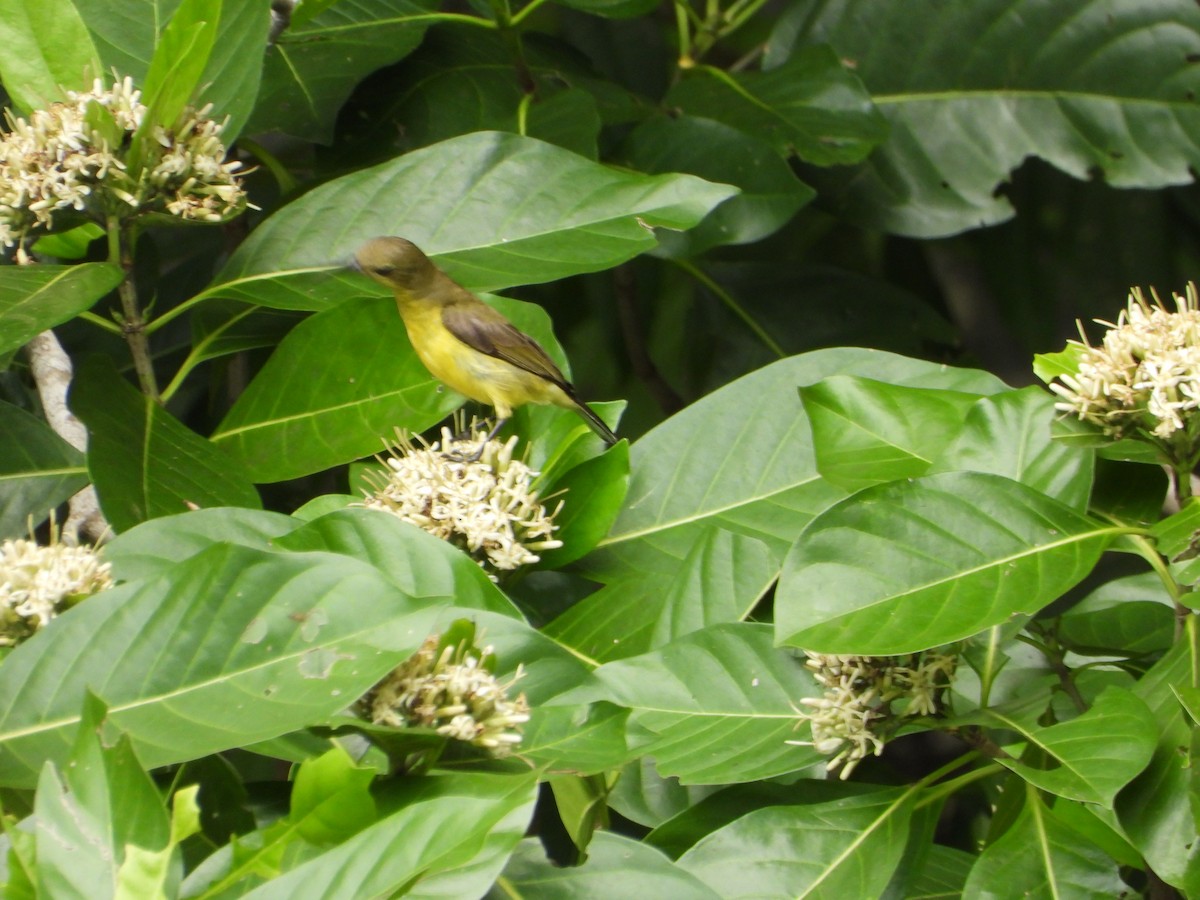 Palawan Sunbird - ML638999329