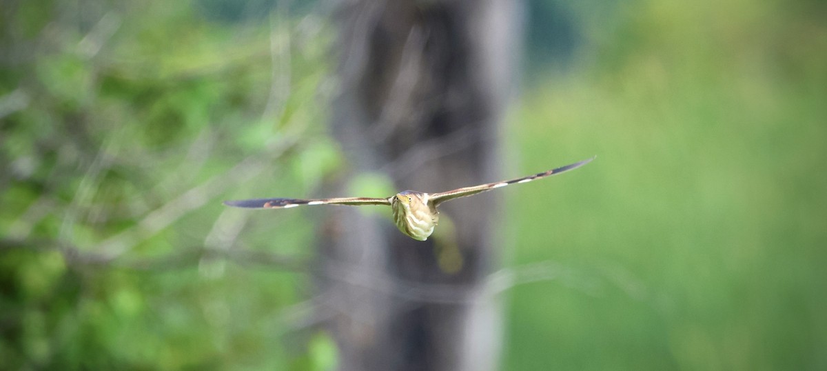 Least Bittern - ML638999334