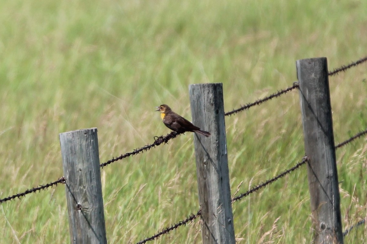 Yellow-headed Blackbird - ML638999337