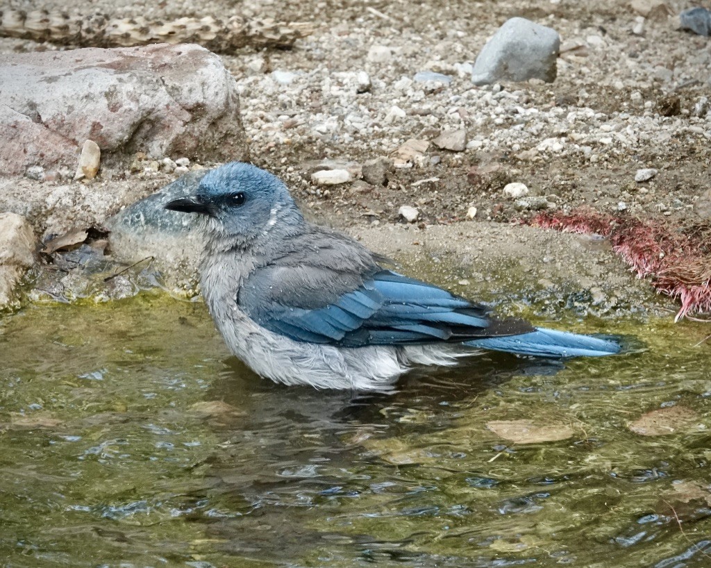 Mexican Jay (Arizona) - ML638999353