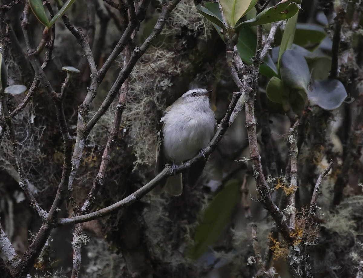 White-banded Tyrannulet - ML638999361