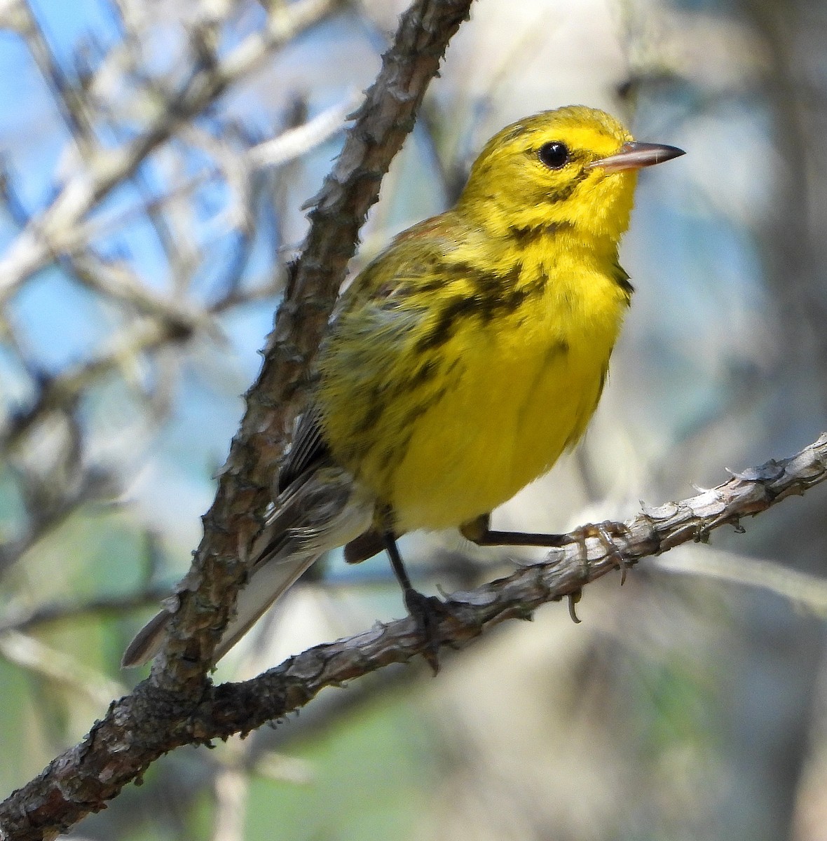 Prairie Warbler - ML638999402
