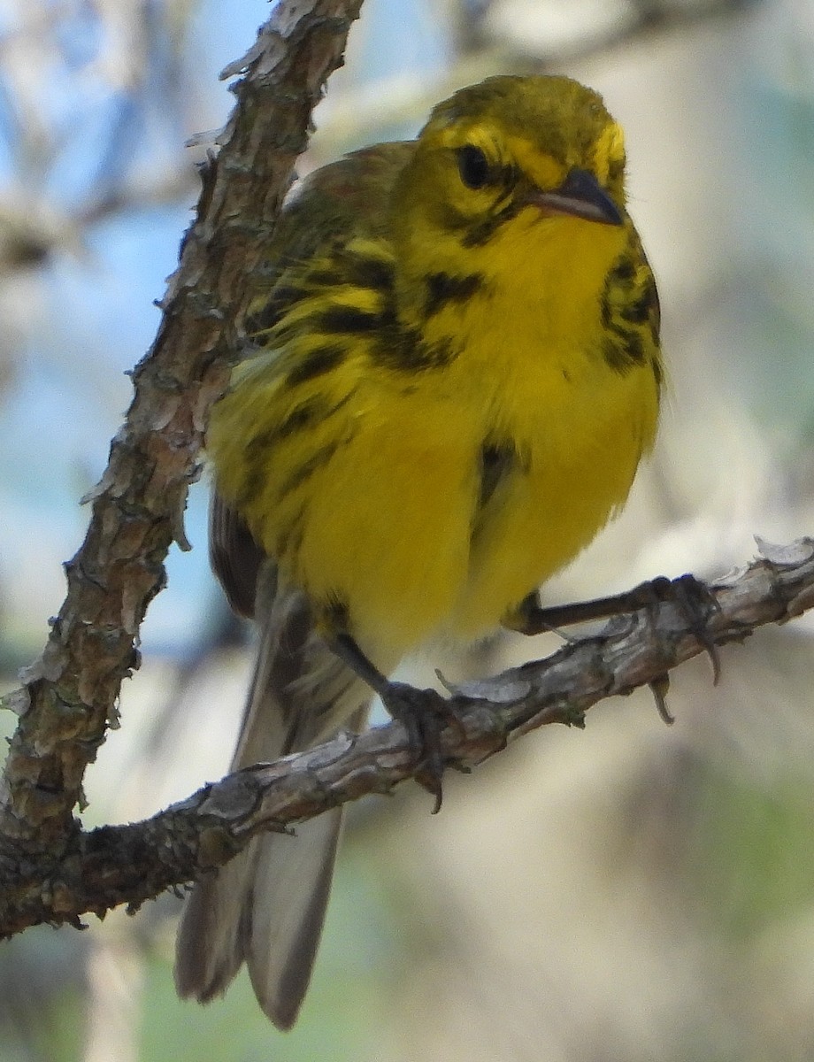 Prairie Warbler - ML638999403