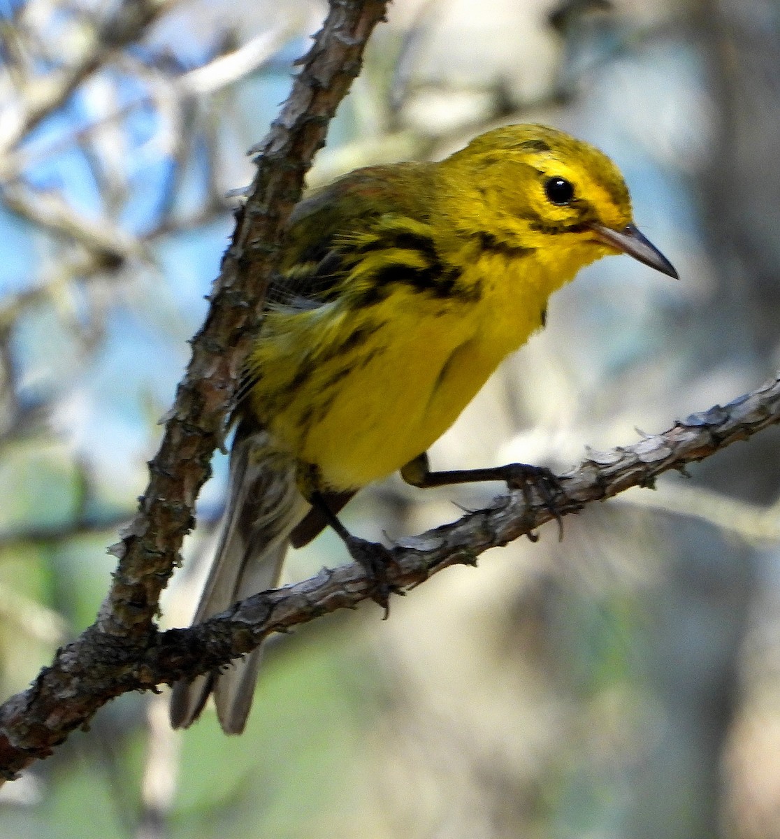 Prairie Warbler - ML638999408