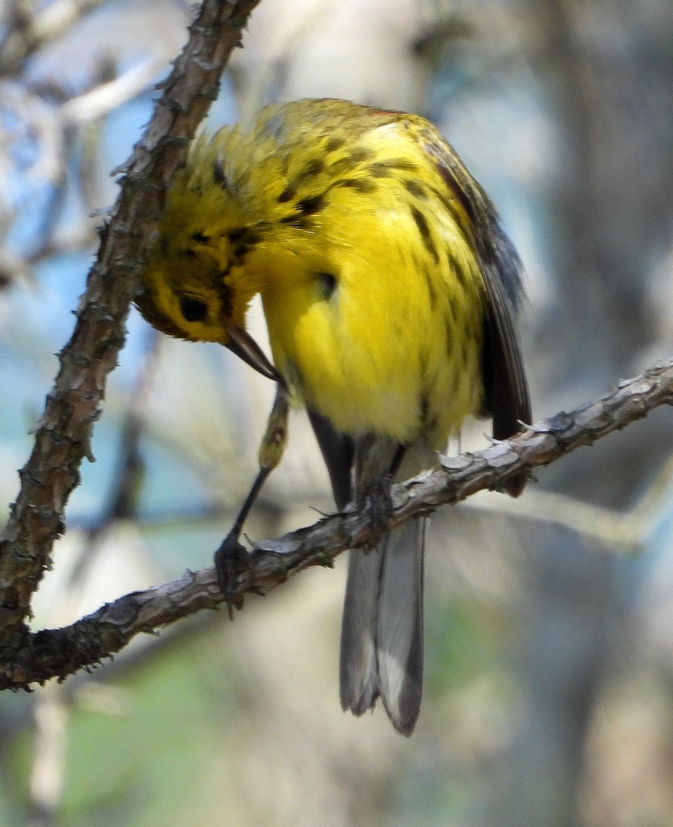 Prairie Warbler - ML638999409