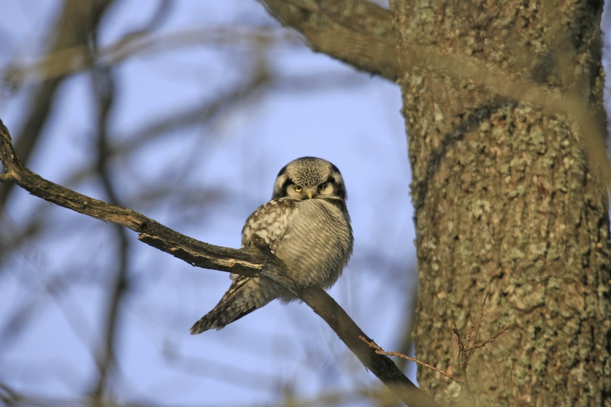 Northern Hawk Owl - ML638999426